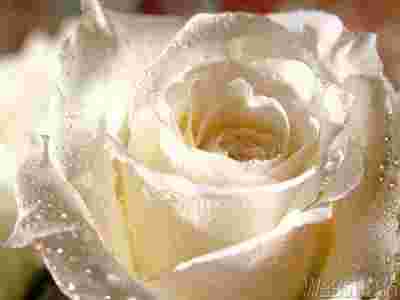 102113-104626-white20rose.jpg